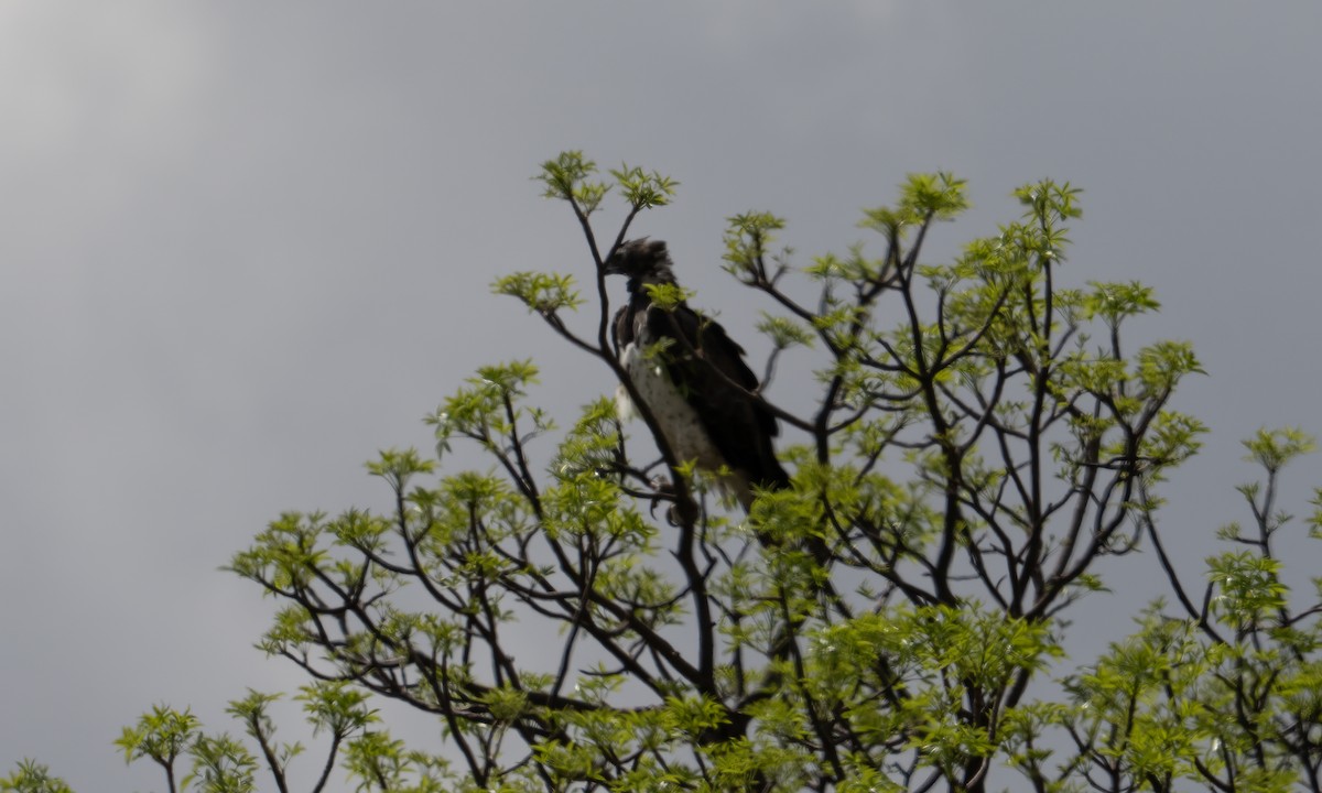 Martial Eagle - ML637726963