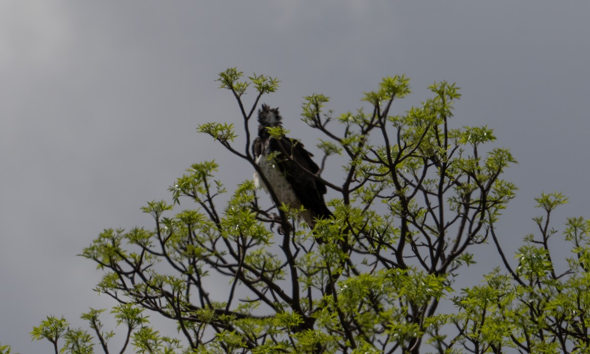 Martial Eagle - ML637726964
