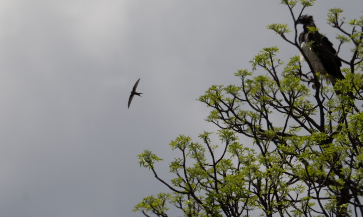 Martial Eagle - ML637726965