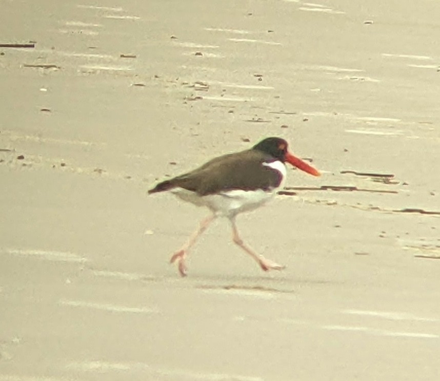 American Oystercatcher - ML637726966