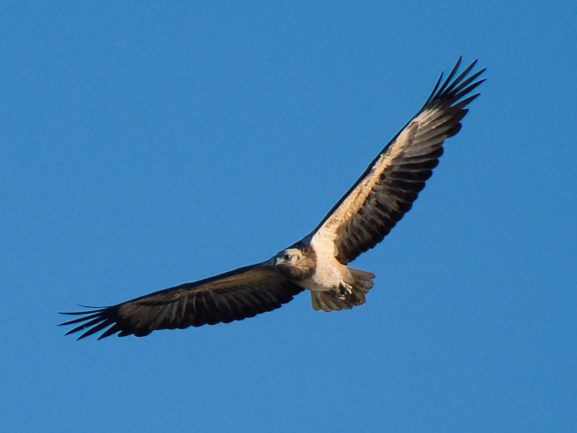 White-bellied Sea-Eagle - ML637726968