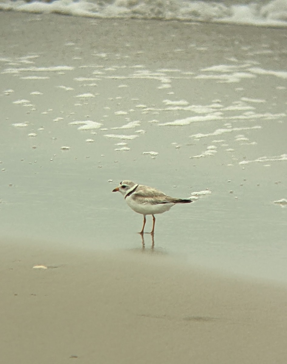 Piping Plover - ML637726969