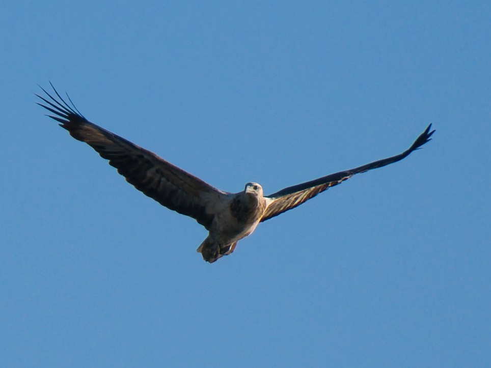 White-bellied Sea-Eagle - ML637726970