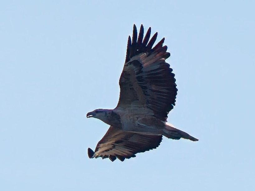 White-bellied Sea-Eagle - ML637726973