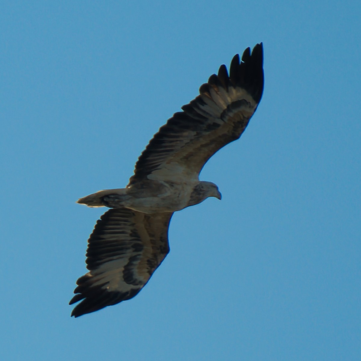 White-bellied Sea-Eagle - ML637726974