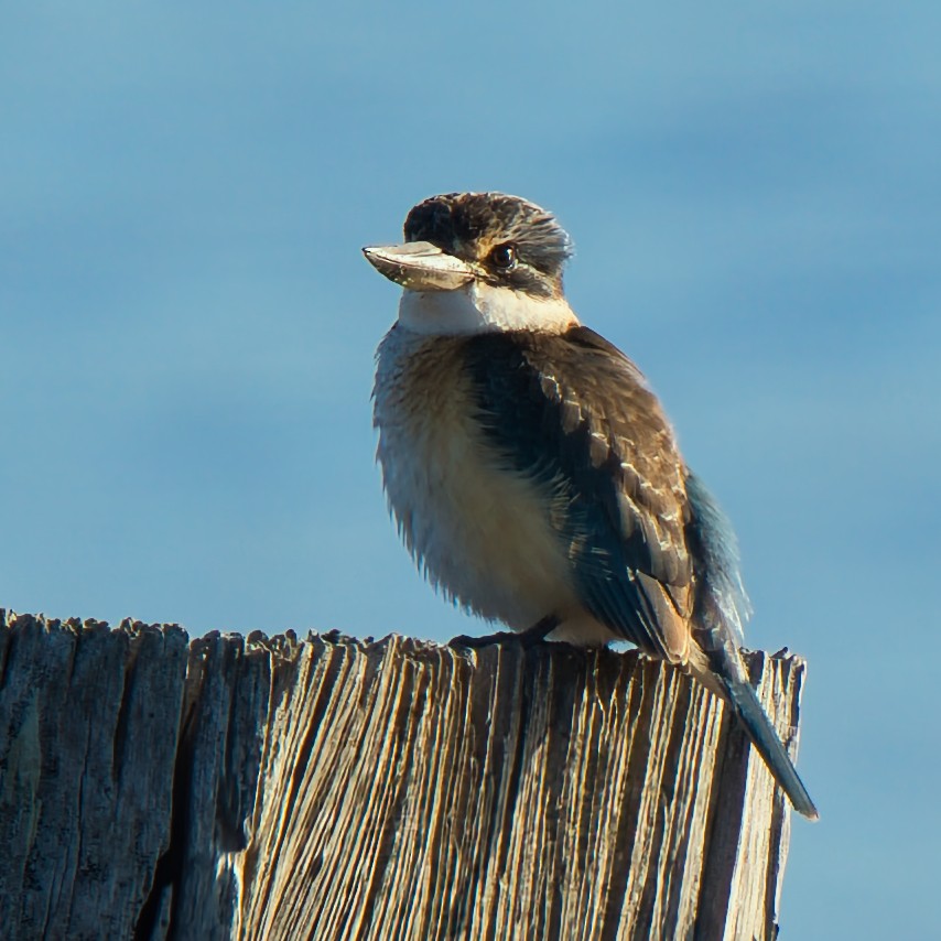 Sacred Kingfisher - ML637726978