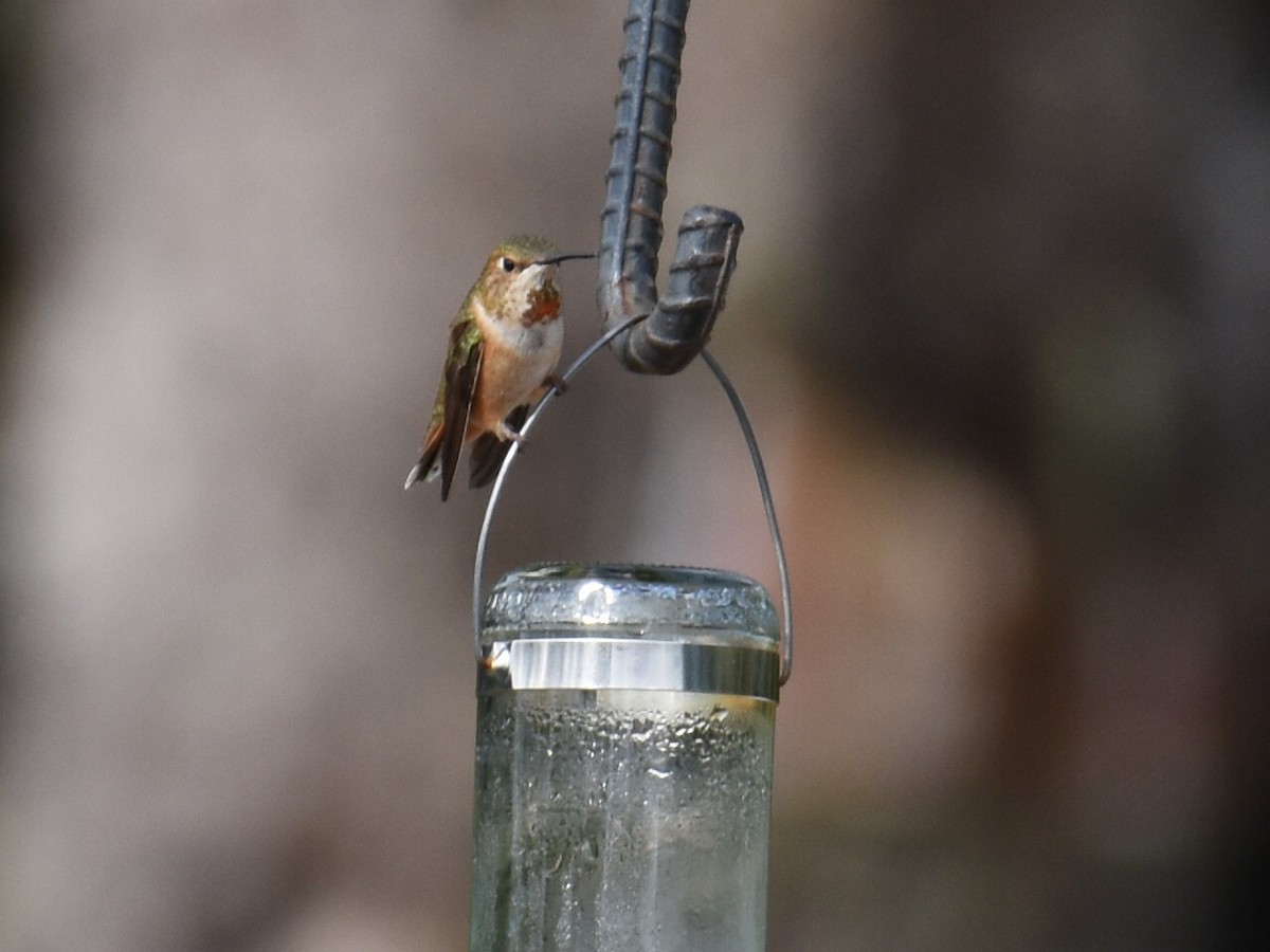 Rufous Hummingbird - ML637726979