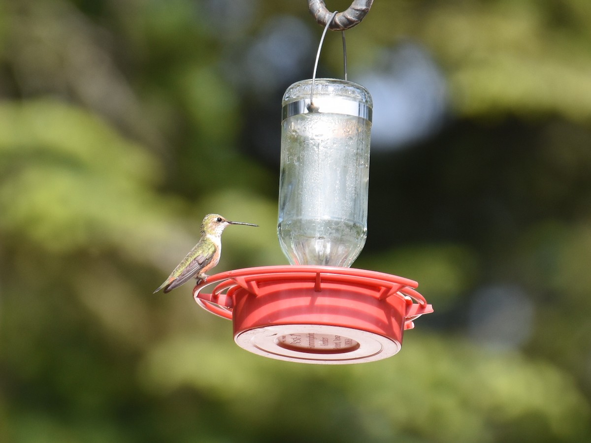 Rufous Hummingbird - ML637726980