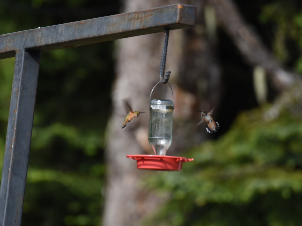 Rufous Hummingbird - ML637726981