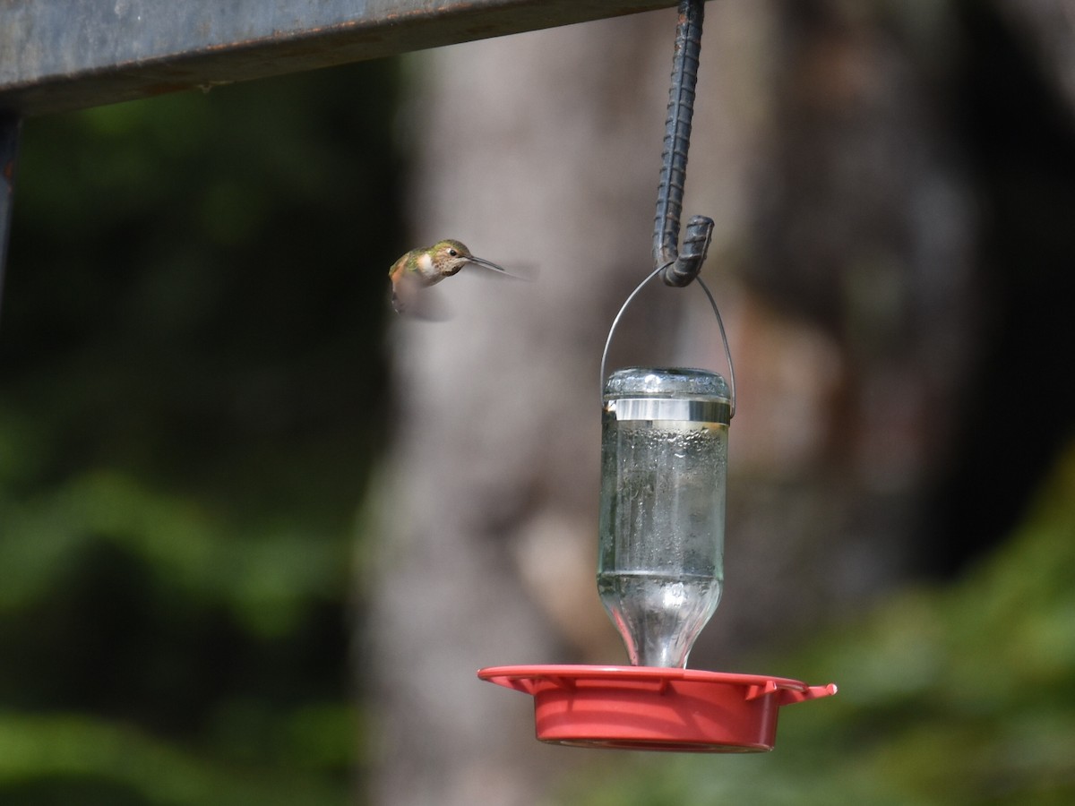 Rufous Hummingbird - ML637726982