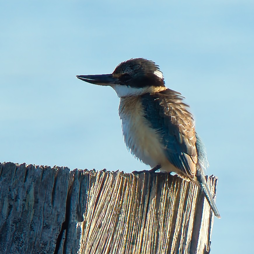 Sacred Kingfisher - ML637726983