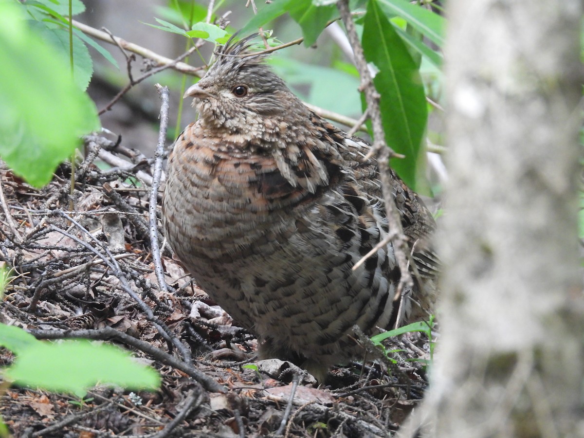 Ruffed Grouse - ML637726985