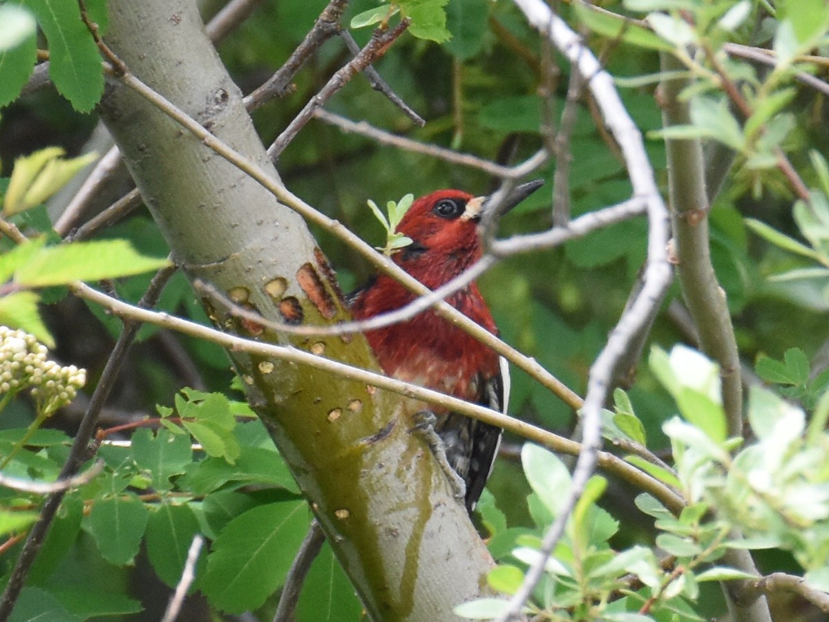 Red-breasted Sapsucker - ML637726987
