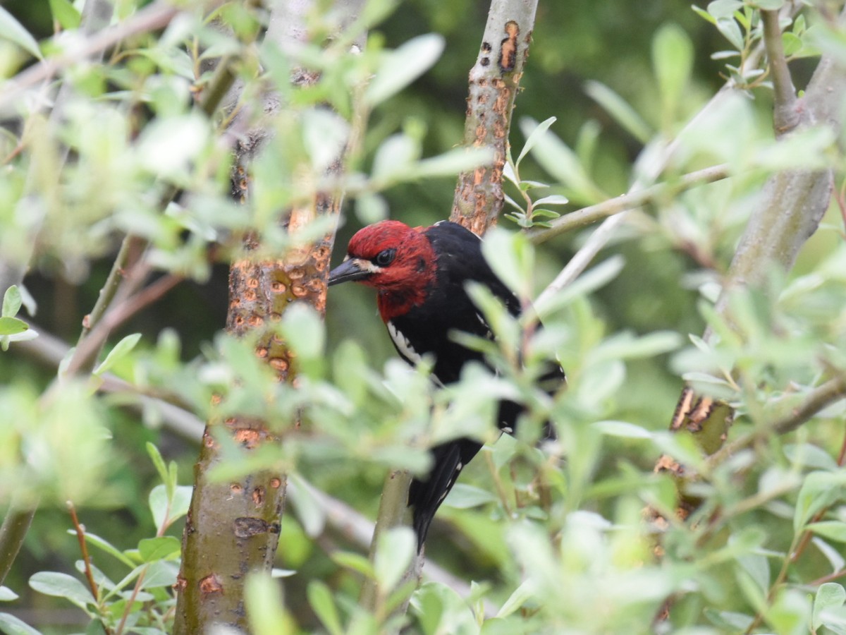 Red-breasted Sapsucker - ML637726988