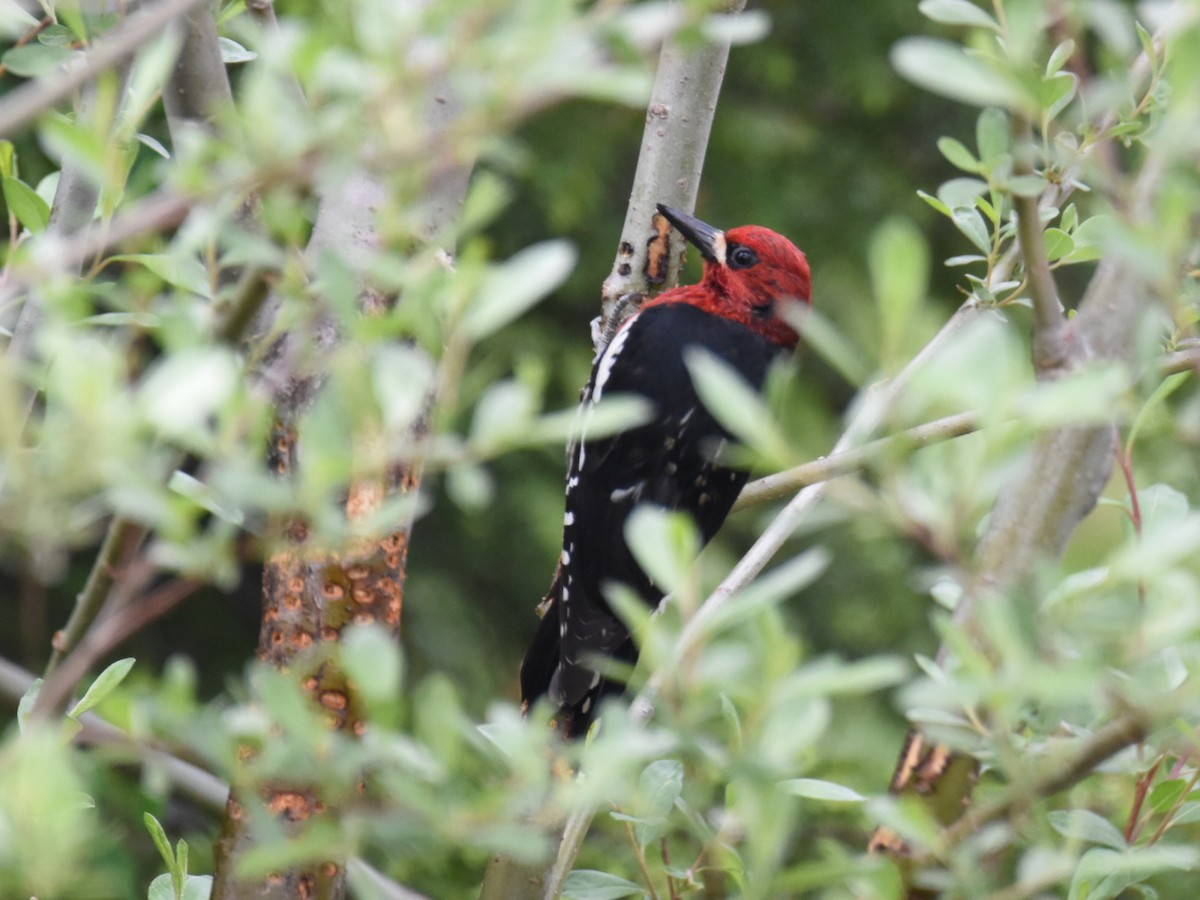 Red-breasted Sapsucker - ML637726989