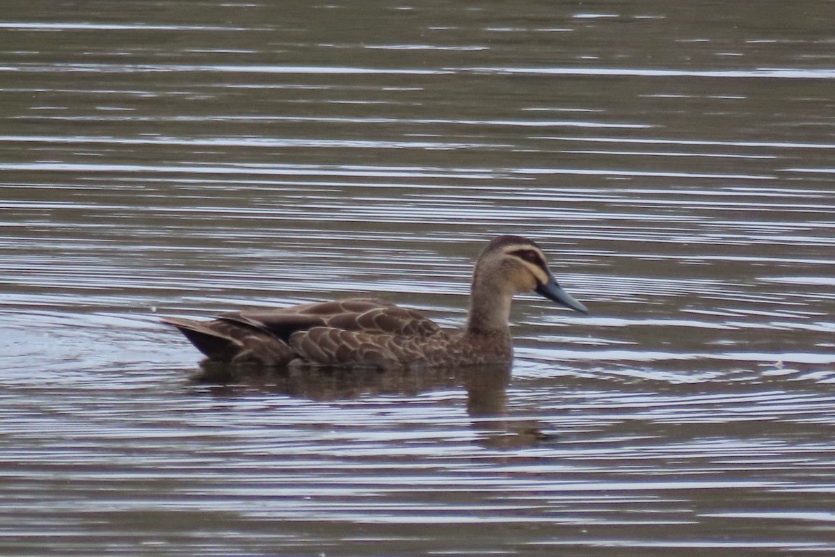 Pacific Black Duck - ML637726990