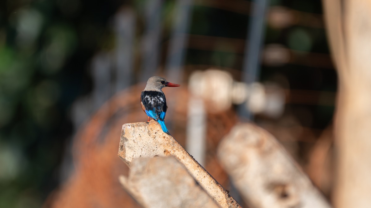 Gray-headed Kingfisher - ML637726993