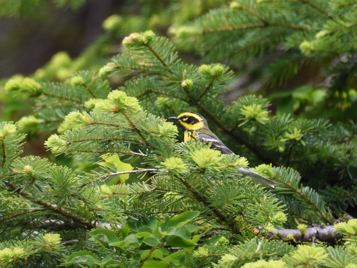 Townsend's Warbler - ML637726995