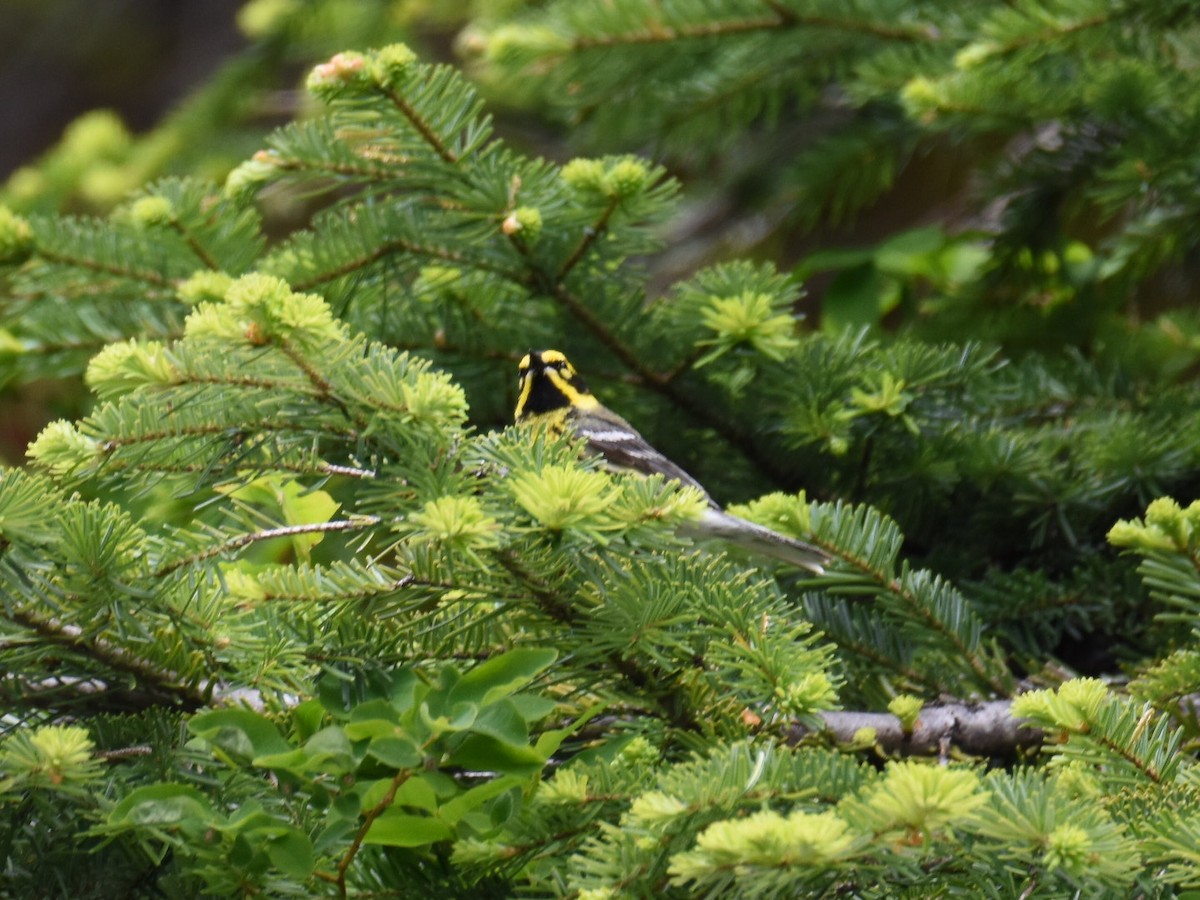 Townsend's Warbler - ML637726996
