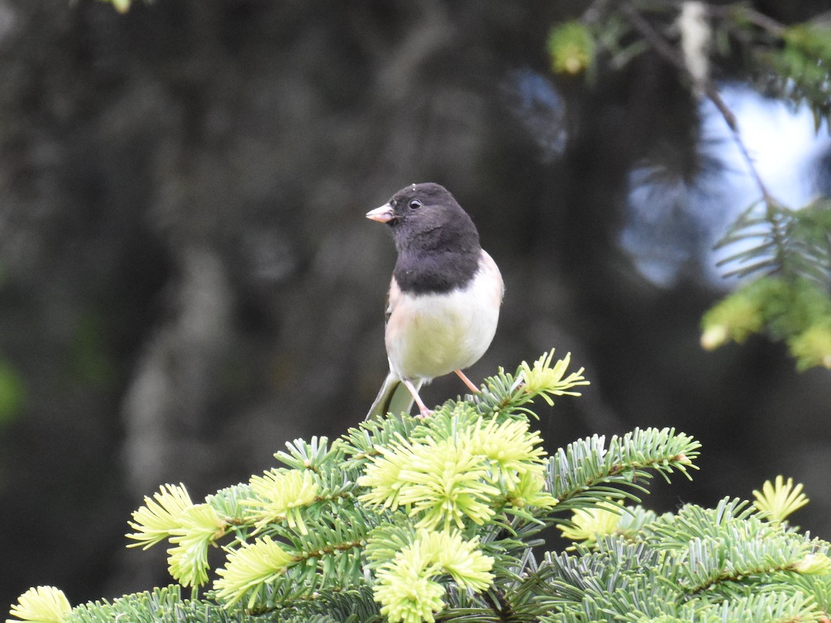 Dark-eyed Junco - ML637726998