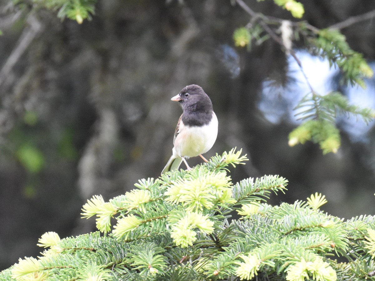 Dark-eyed Junco - ML637726999