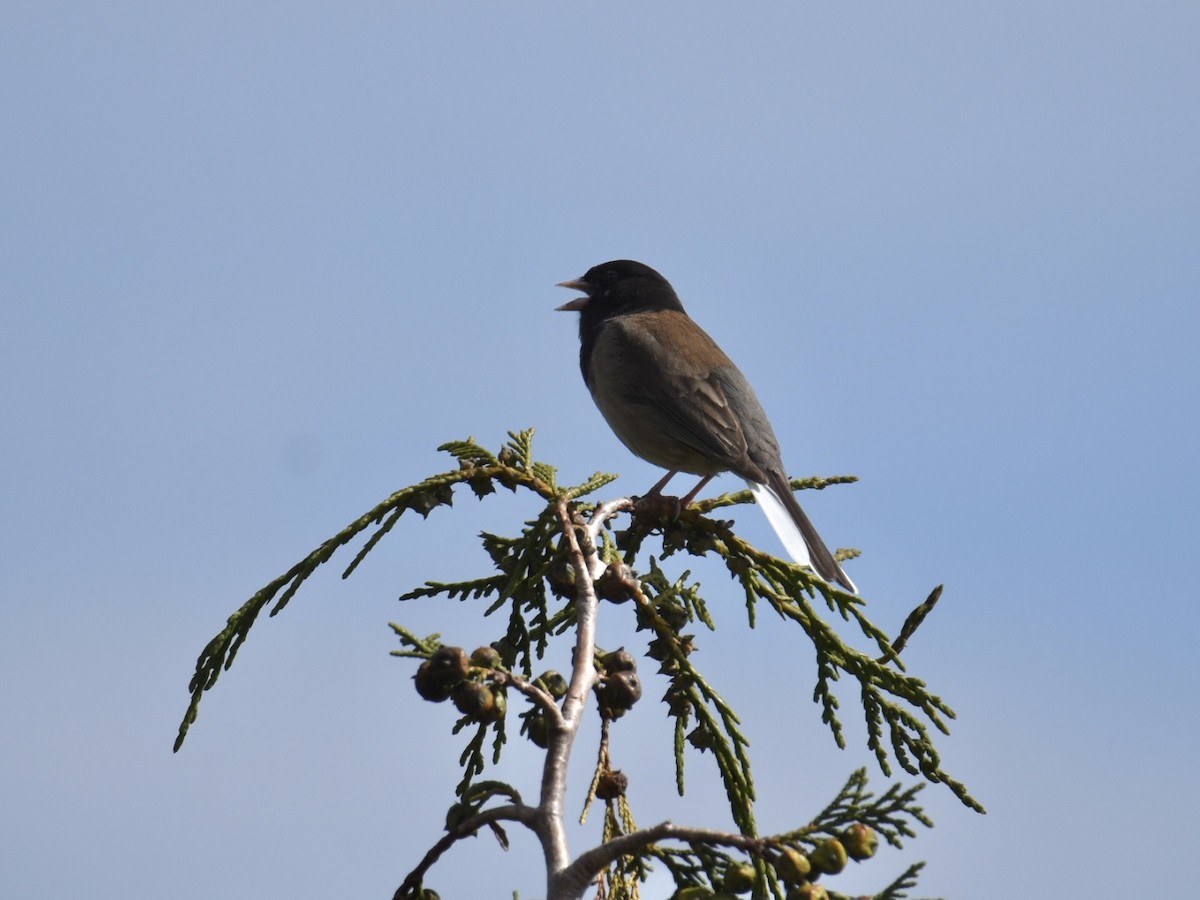 Dark-eyed Junco - ML637727000