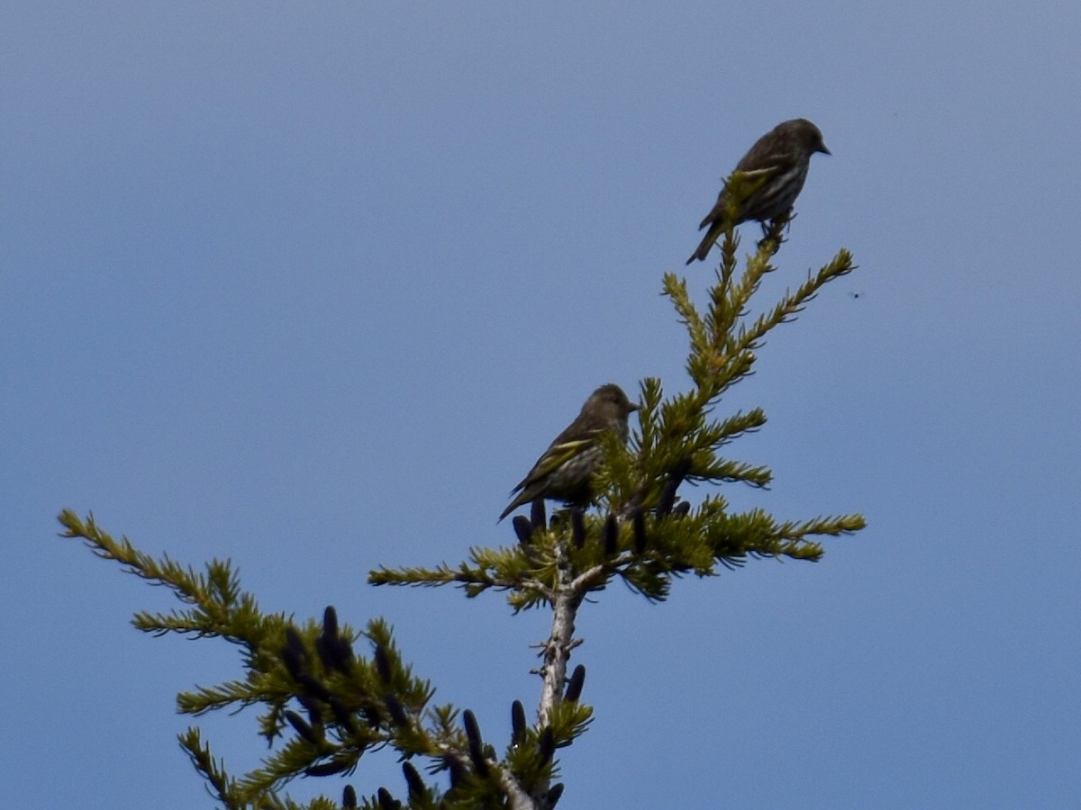 Pine Siskin - ML637727002
