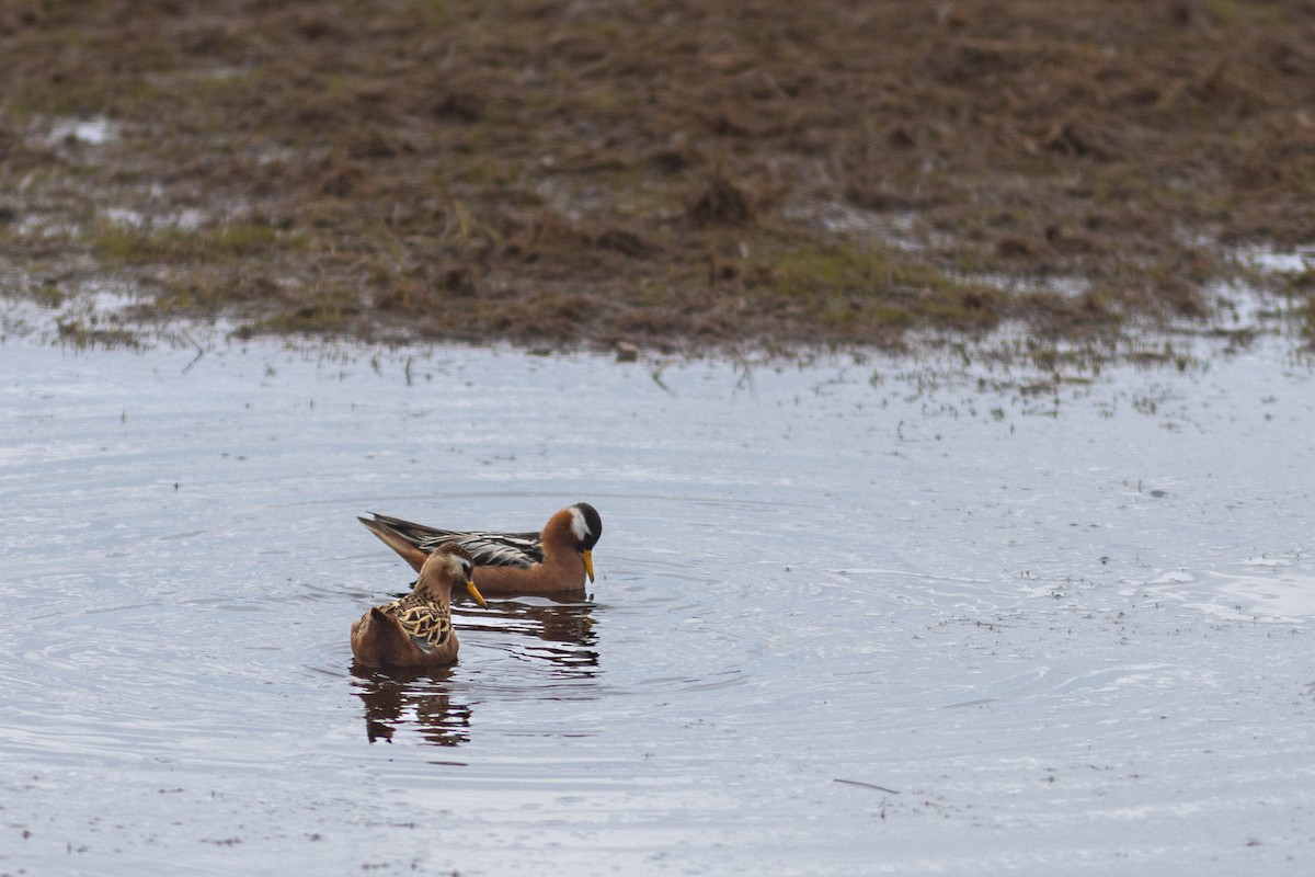 Red Phalarope - ML637727005