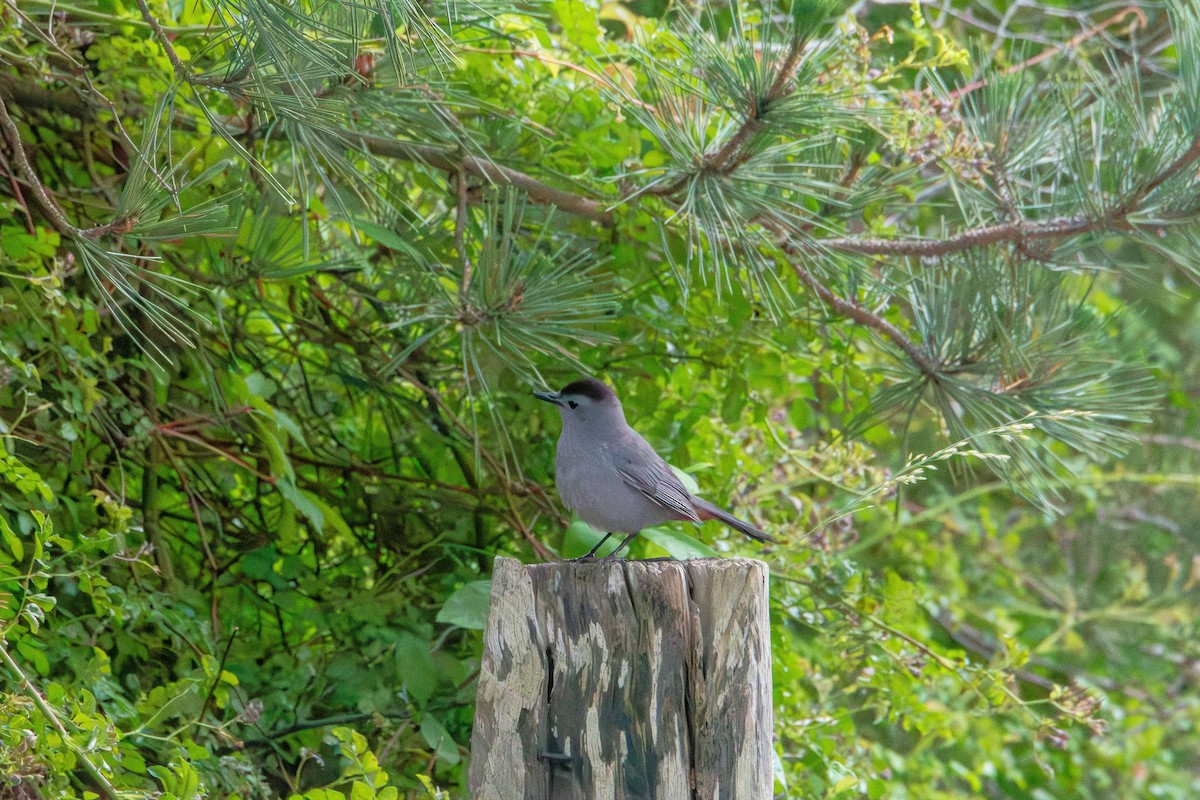 Gray Catbird - ML637727006
