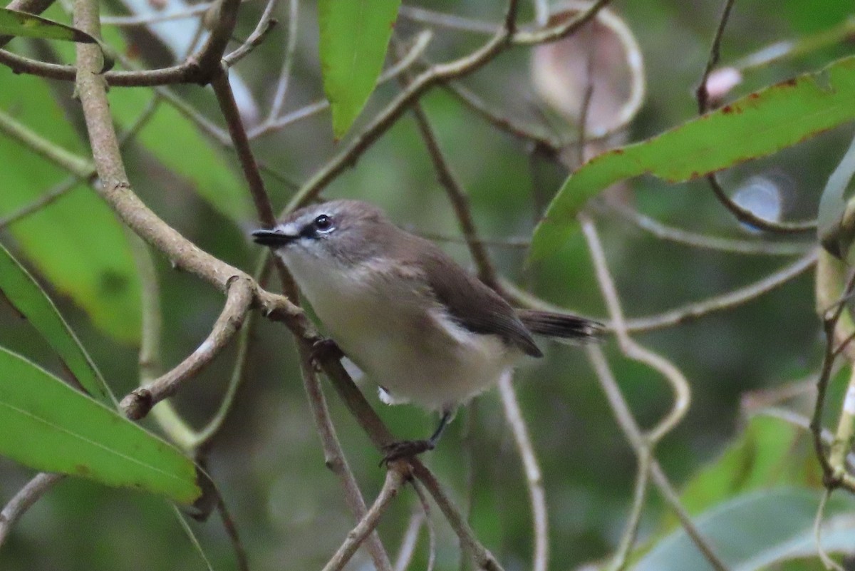 Brown Gerygone - ML637727007