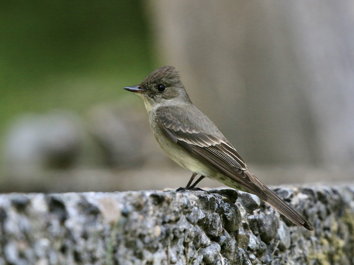 Western Wood-Pewee - ML637727008