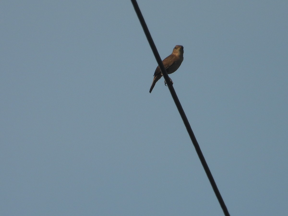 Southern House Wren - ML637727012
