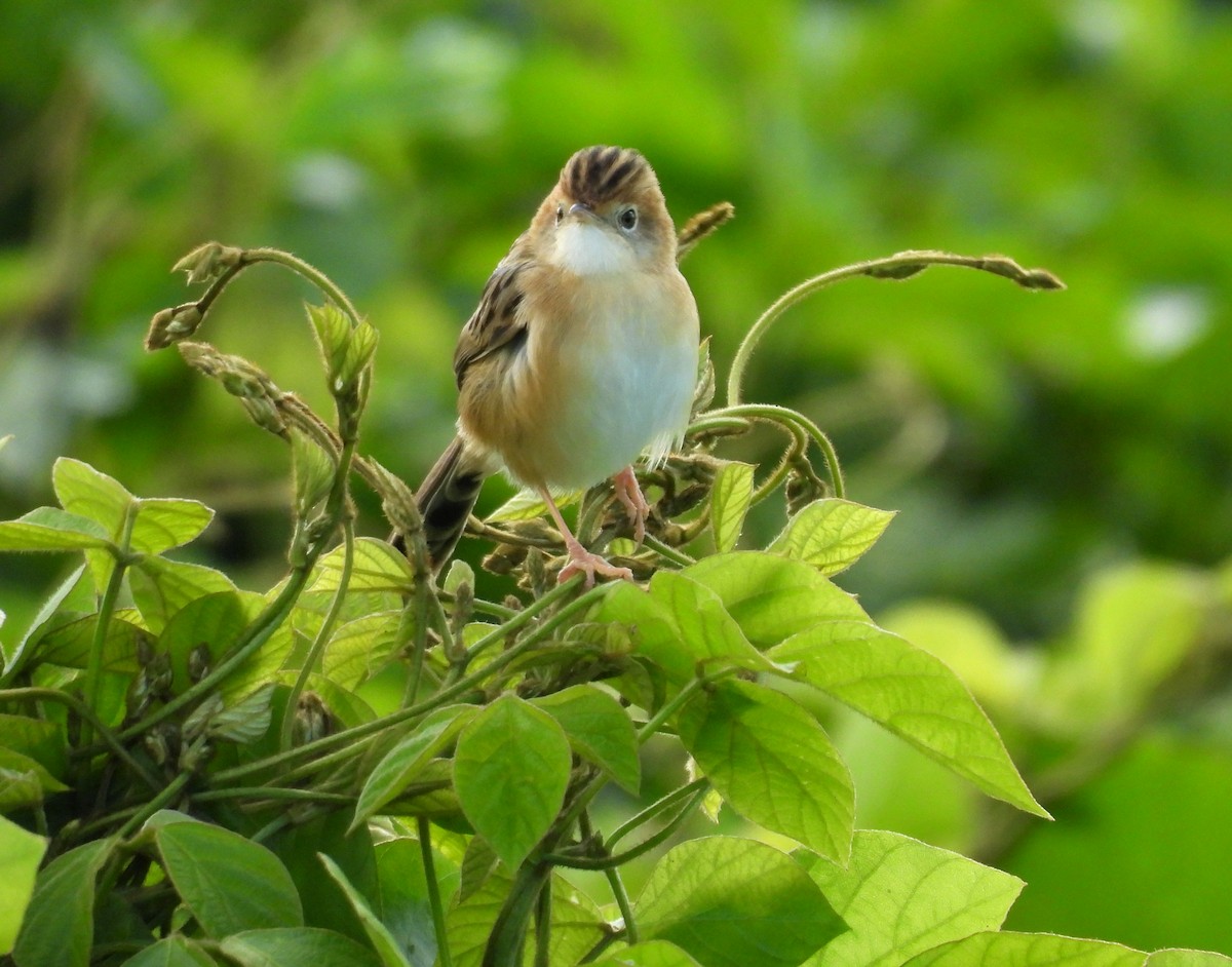 Golden-headed Cisticola - ML637727013