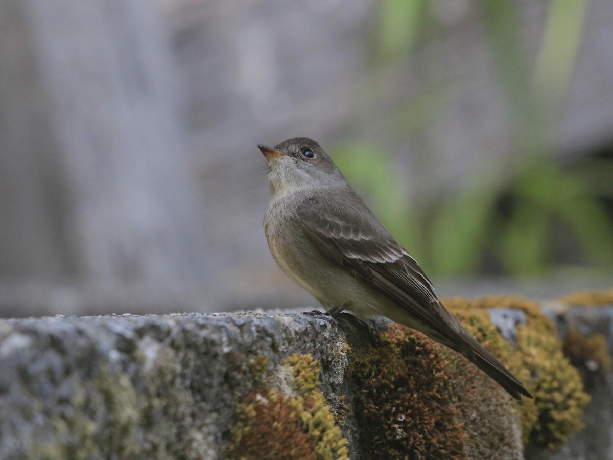 Western Wood-Pewee - ML637727015