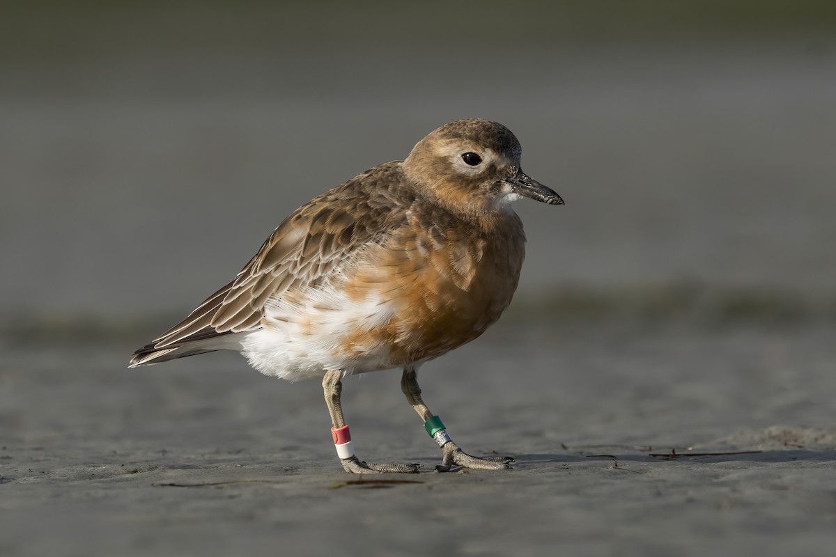Red-breasted Dotterel (Southern) - ML637727016