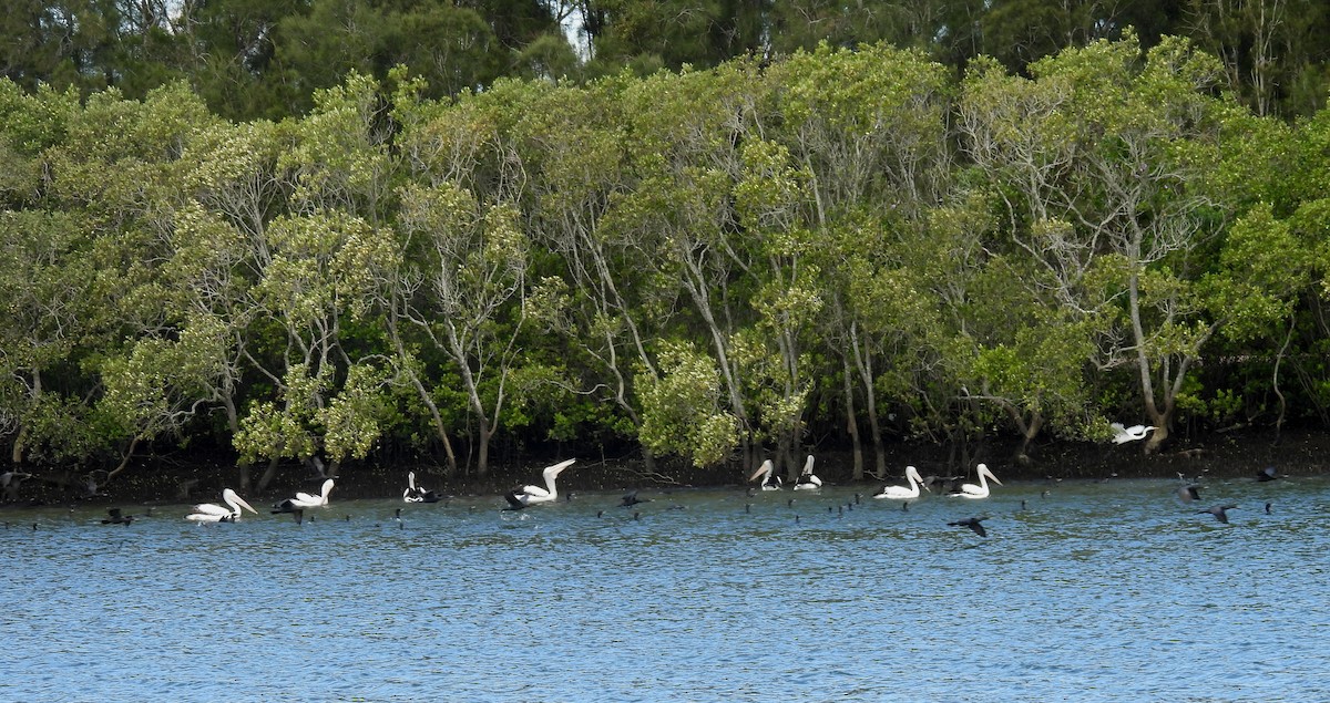 Australian Pelican - ML637727017