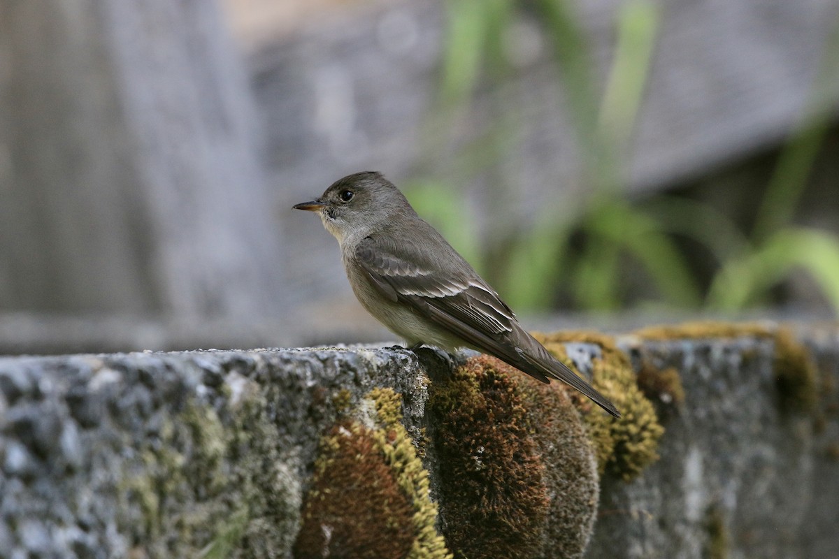Western Wood-Pewee - ML637727018