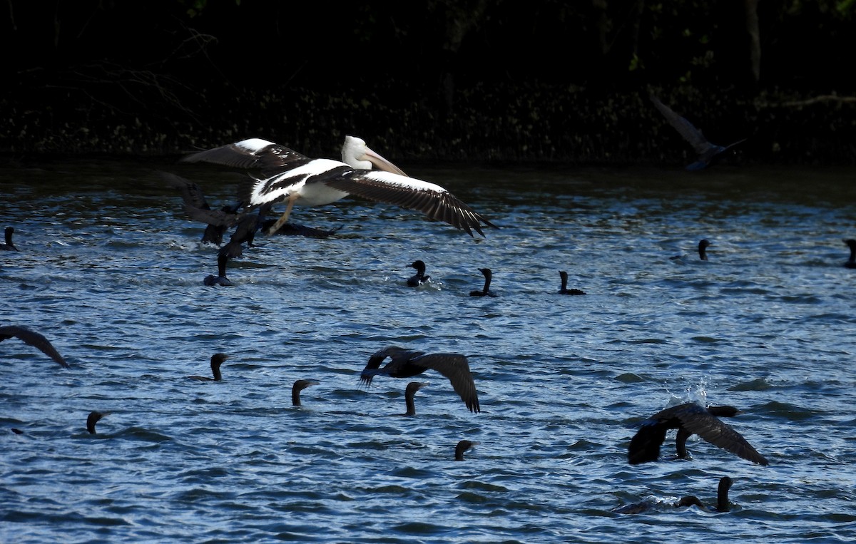 Australian Pelican - ML637727019