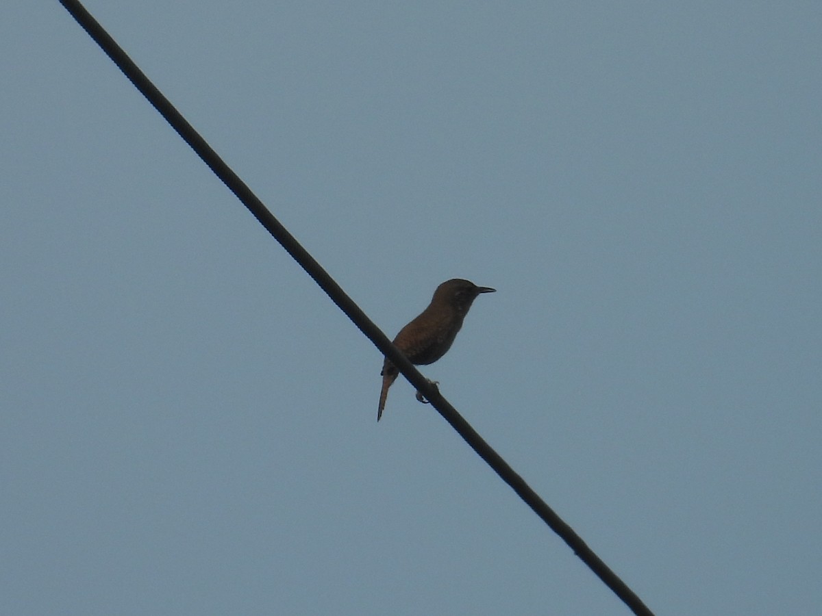 Southern House Wren - ML637727021