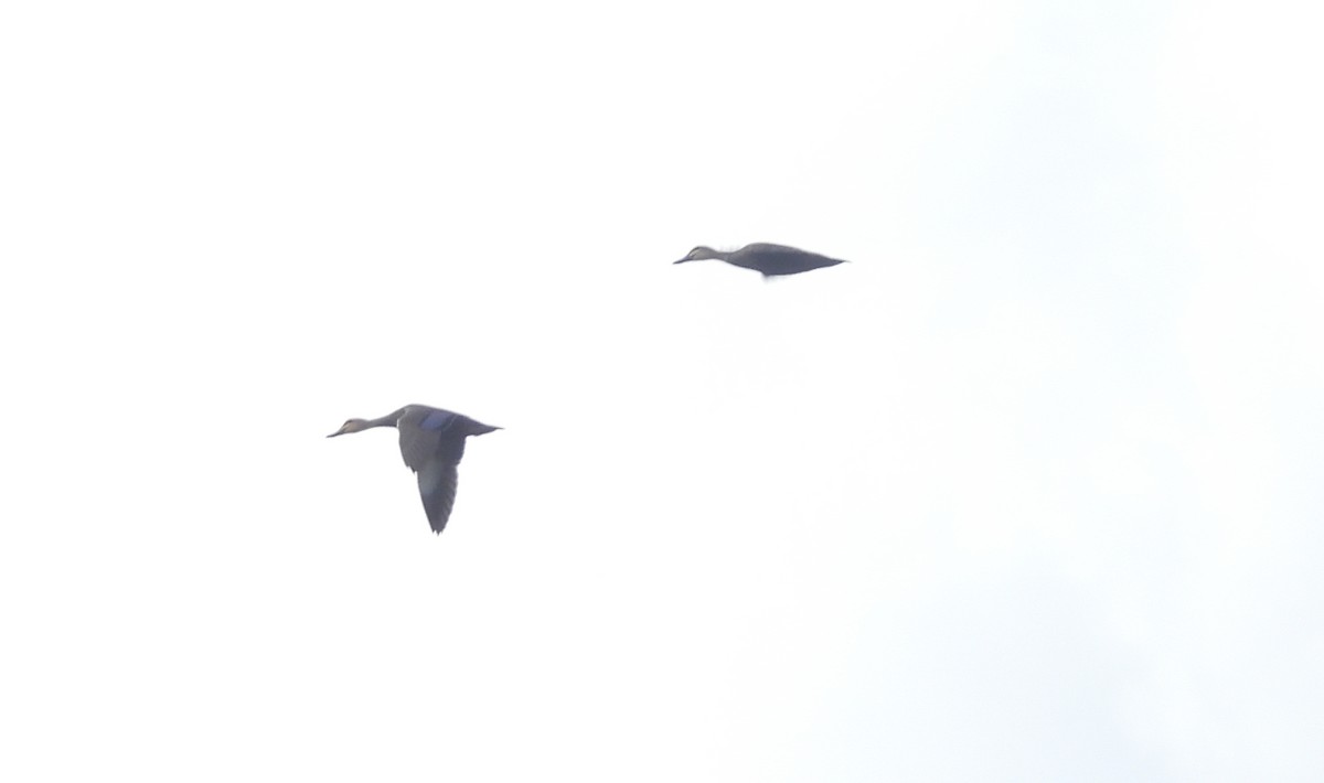 Pacific Black Duck - ML637727022
