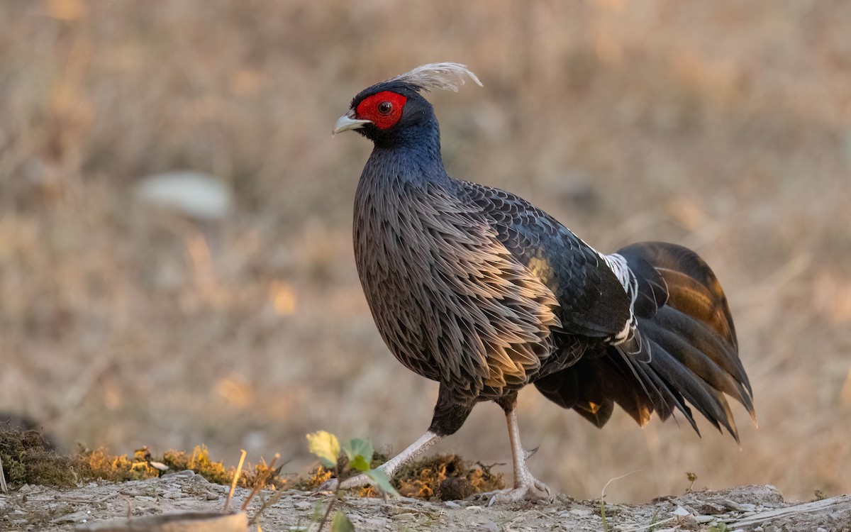 Kalij Pheasant - ML637727023