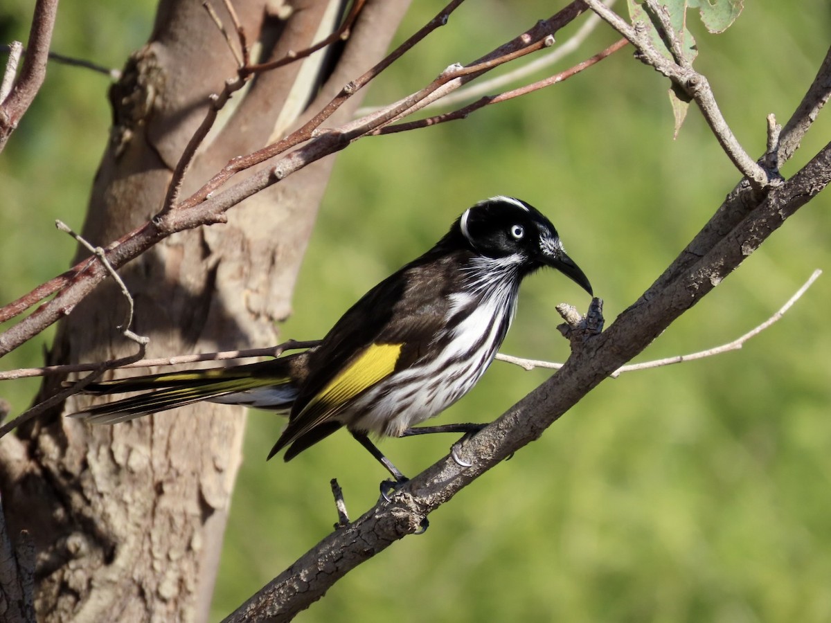 New Holland Honeyeater - ML637727024