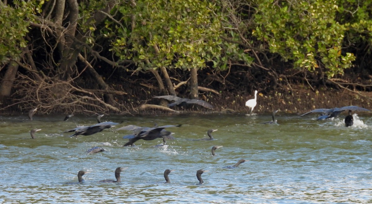 Little Black Cormorant - ML637727026