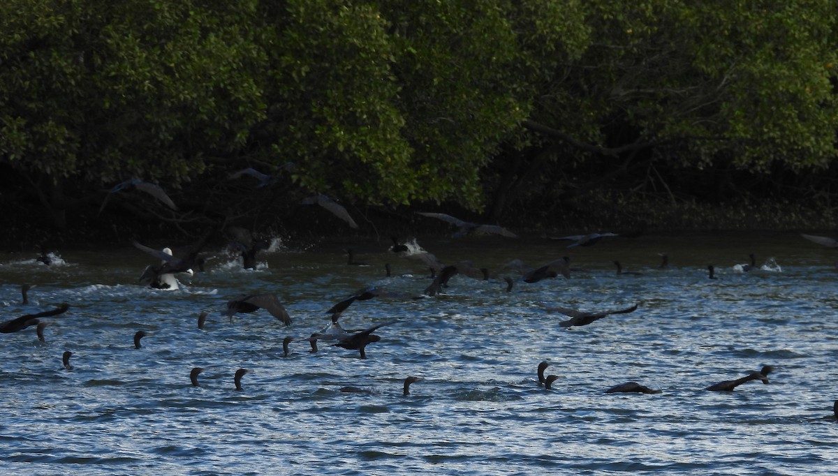 Little Black Cormorant - ML637727029