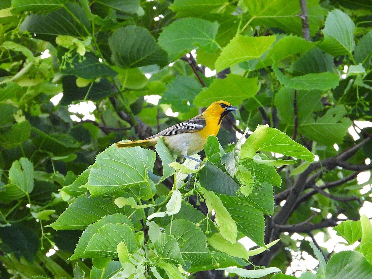 Bullock's Oriole - ML637727030