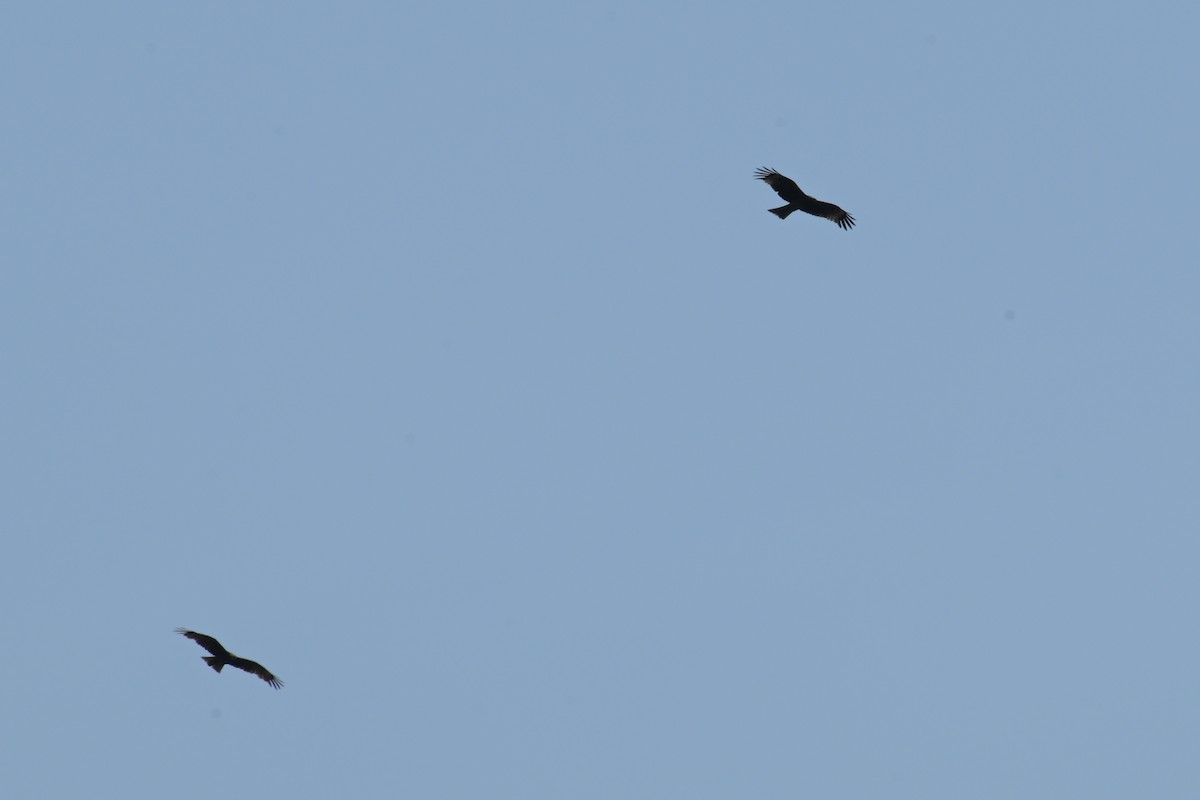 Black Kite - ML637727031