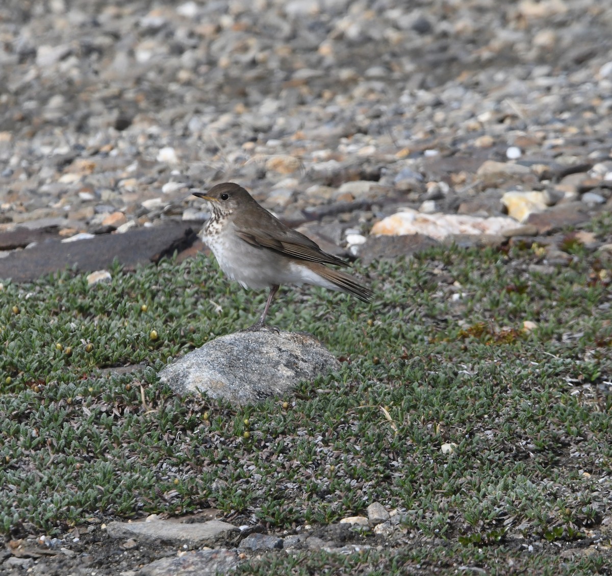 Gray-cheeked Thrush - ML637727032