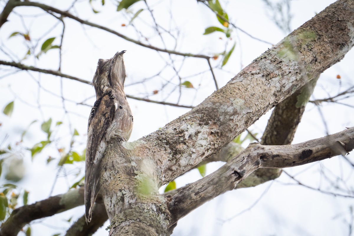 Northern Potoo - ML637727051