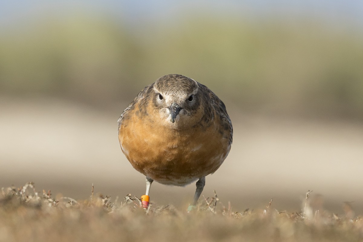 Red-breasted Dotterel (Southern) - ML637727071