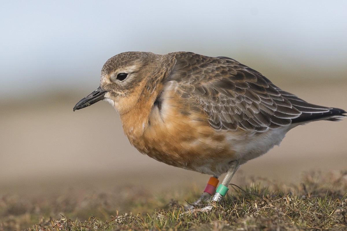 Red-breasted Dotterel (Southern) - ML637727072